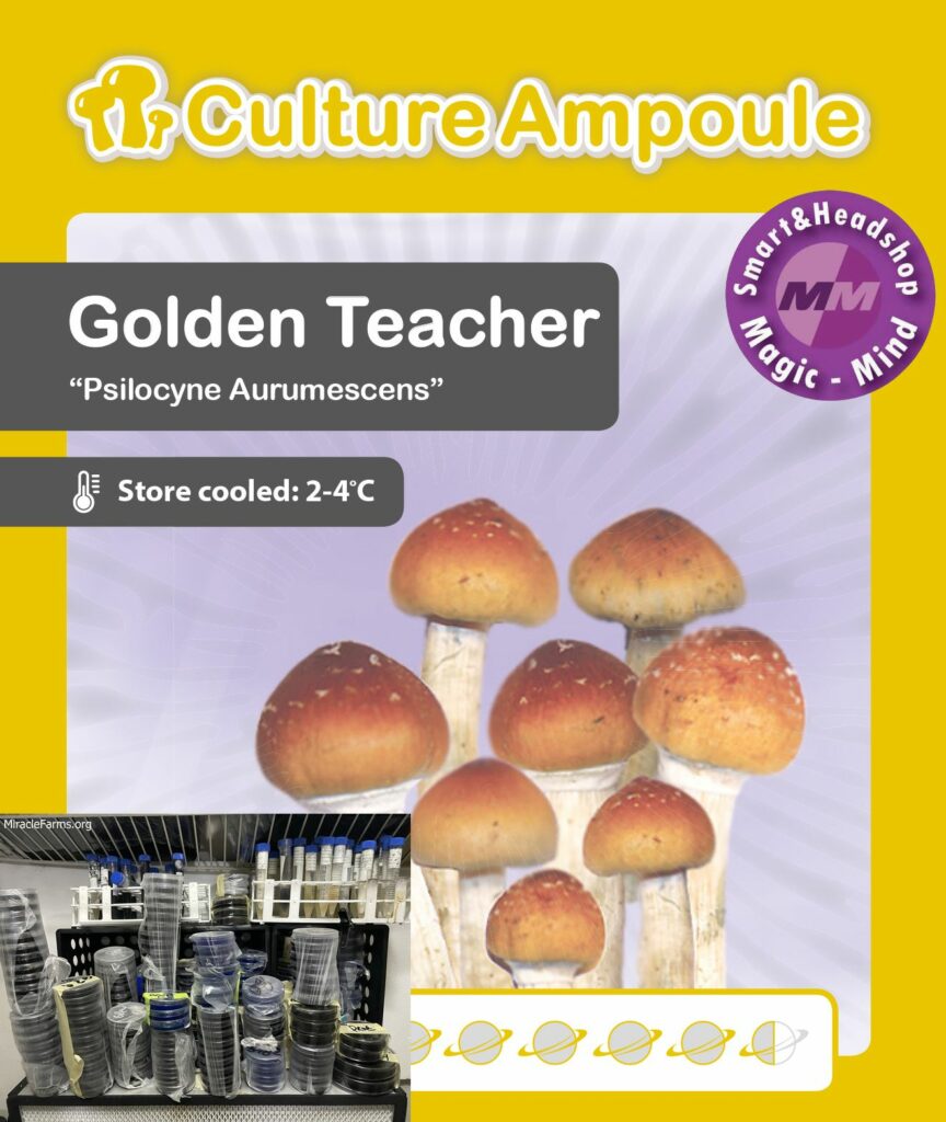 culture ampoule set golden teacher mushroom spore Golden Teacher Psilocybe cubensis Psychedelic mushroom Golden cap mushroom Psilocybin Psilocin spores
