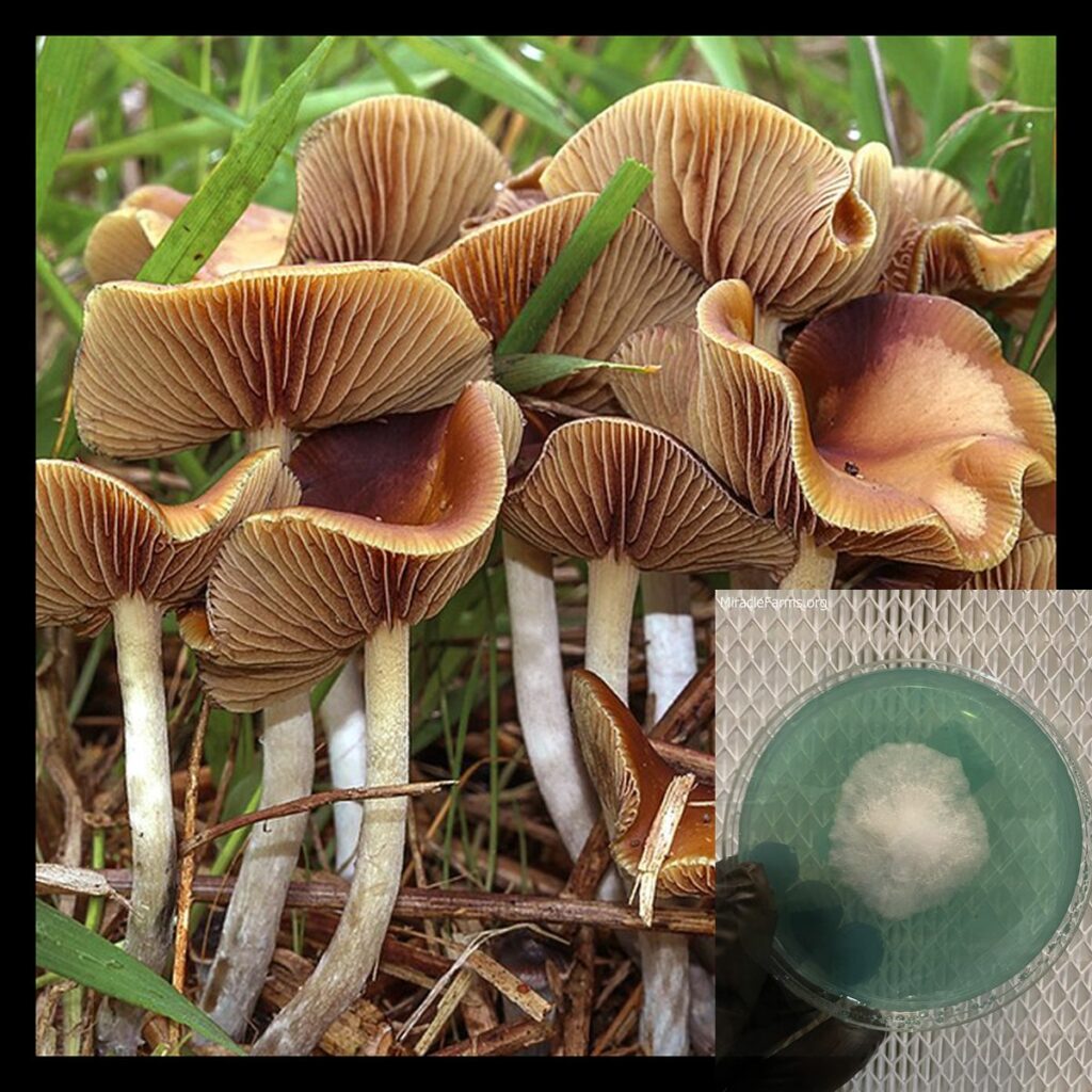 cyanescens worlds strongest mahic mushroom Psilocybe azurescens is a species of psychedelic mushroom that contains the compounds psilocybin and psilocin sold here today
