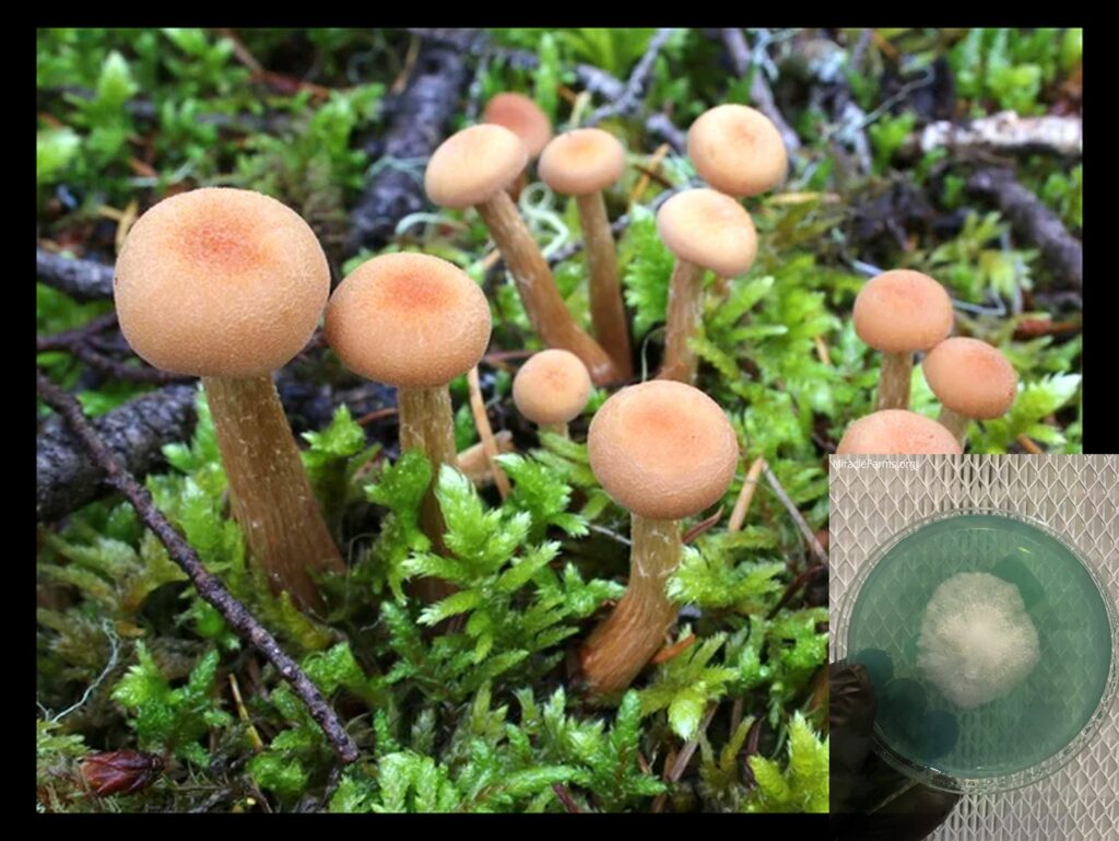 depositphotos stock photo laccaria laccata mushrooms worlds strongest mahic mushroom Psilocybe azurescens is a species of psychedelic mushroom that contains the compounds psilocybin and psilocin sold here today