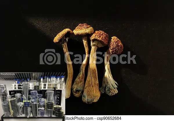dried psilocybe cubensis psilocybin pictures csp Golden Teacher Psilocybe cubensis Psychedelic mushroom Golden cap mushroom Psilocybin Psilocin spores