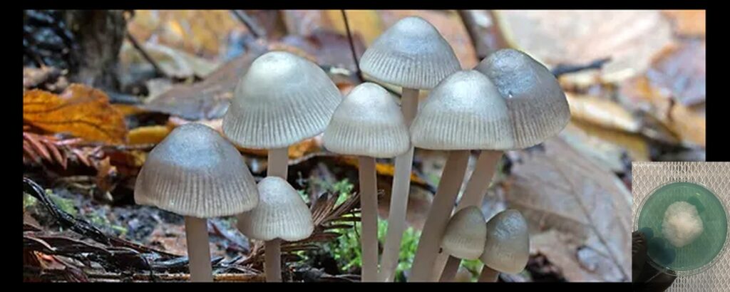 ed adbebbfdceed~mv d s worlds strongest mahic mushroom Psilocybe azurescens is a species of psychedelic mushroom that contains the compounds psilocybin and psilocin sold here today