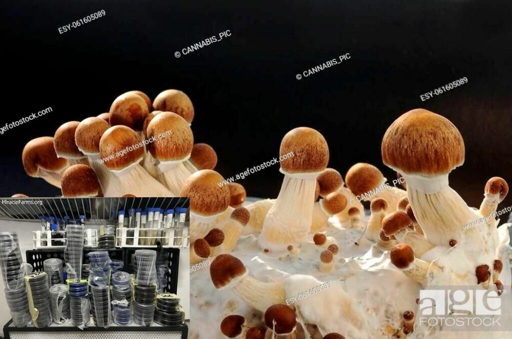 esy Golden Teacher Psilocybe cubensis Psychedelic mushroom Golden cap mushroom Psilocybin Psilocin spores