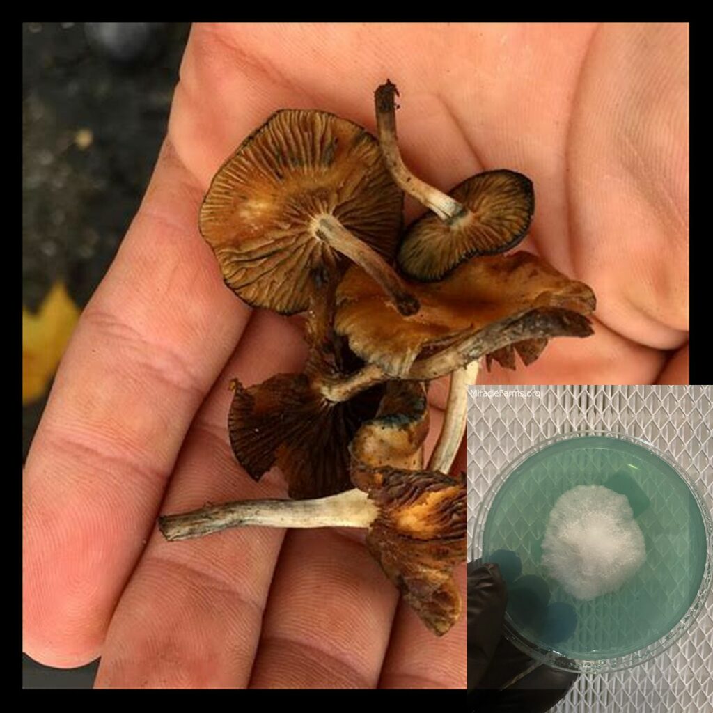 fb a abea adfeddc worlds strongest mahic mushroom Psilocybe azurescens is a species of psychedelic mushroom that contains the compounds psilocybin and psilocin sold here today