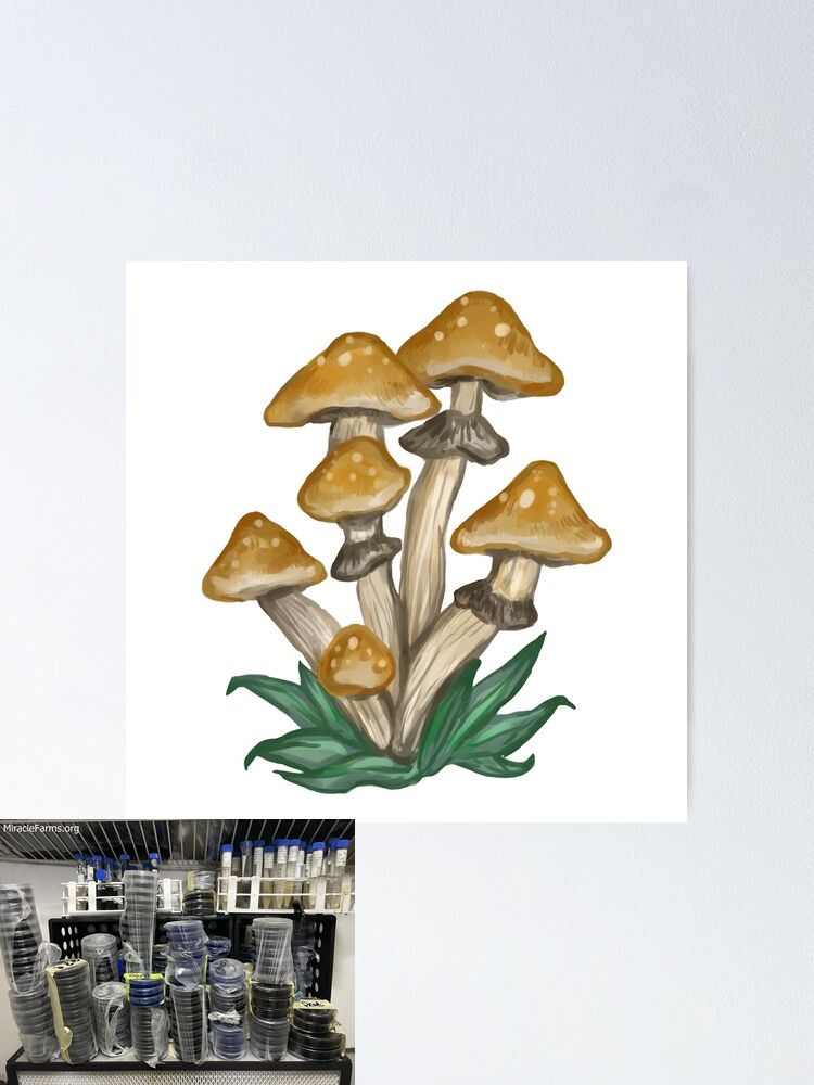 fposter small wall texture product x Golden Teacher Psilocybe cubensis Psychedelic mushroom Golden cap mushroom Psilocybin Psilocin spores