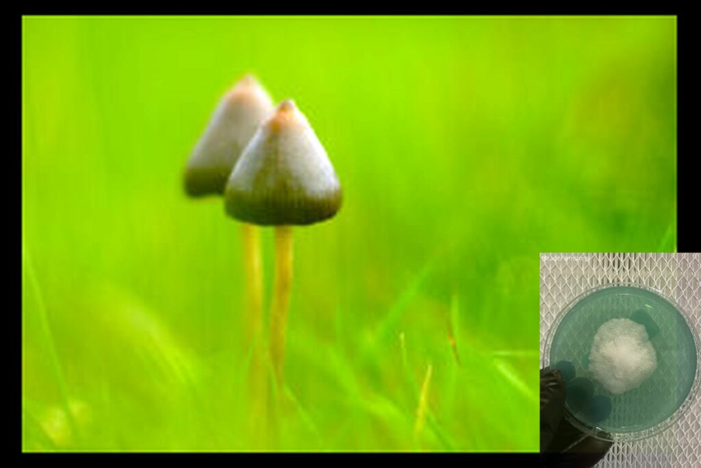 fungushead x worlds strongest mahic mushroom Psilocybe azurescens is a species of psychedelic mushroom that contains the compounds psilocybin and psilocin sold here today