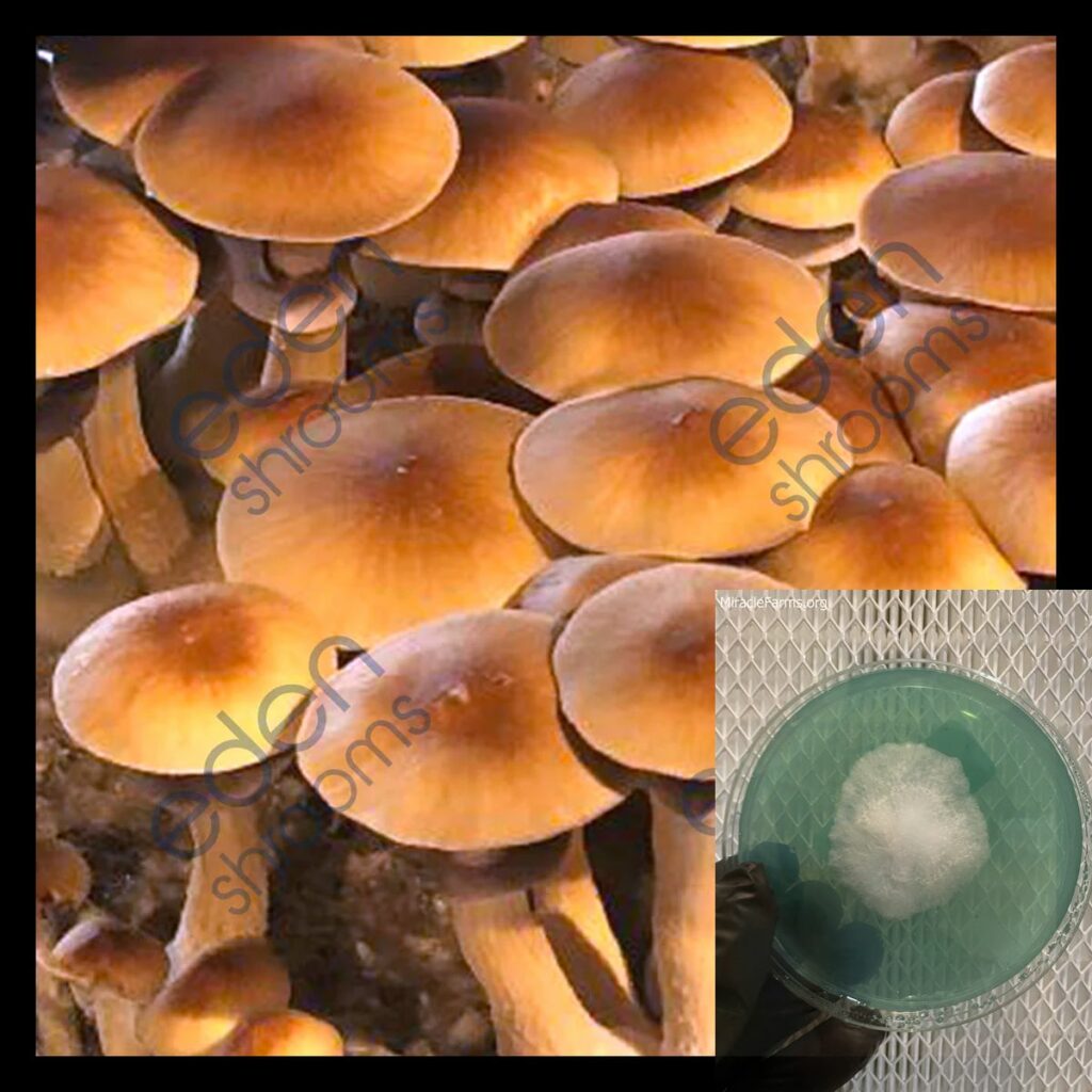 golden mammoth worlds strongest mahic mushroom Psilocybe azurescens is a species of psychedelic mushroom that contains the compounds psilocybin and psilocin sold here today