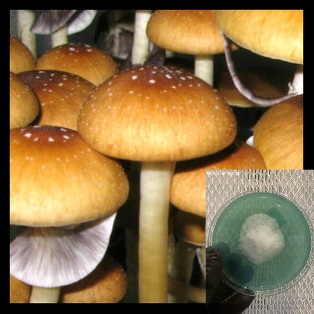 golden teacher e x worlds strongest mahic mushroom Psilocybe azurescens is a species of psychedelic mushroom that contains the compounds psilocybin and psilocin sold here today