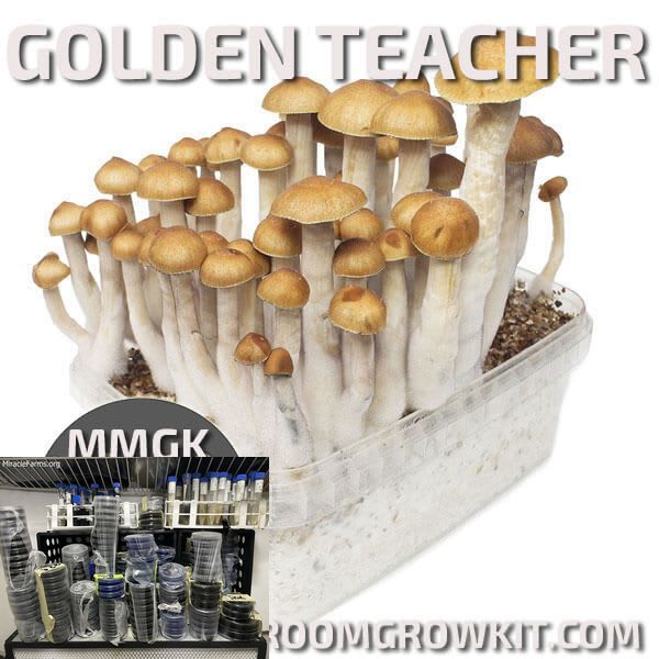 golden teacher magic mushroom grow kit x Golden Teacher Psilocybe cubensis Psychedelic mushroom Golden cap mushroom Psilocybin Psilocin spores