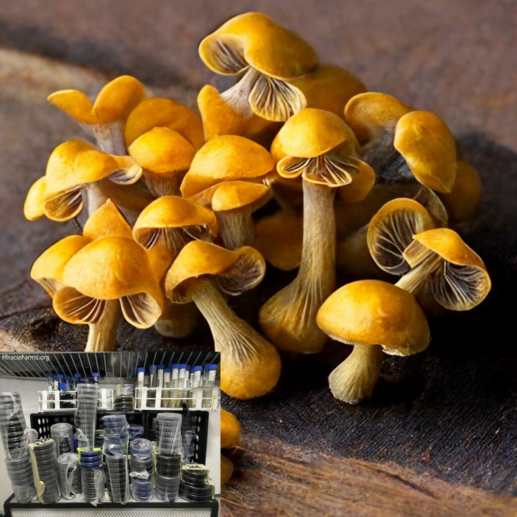 golden teacher mushroom spores Golden Teacher Psilocybe cubensis Psychedelic mushroom Golden cap mushroom Psilocybin Psilocin spores