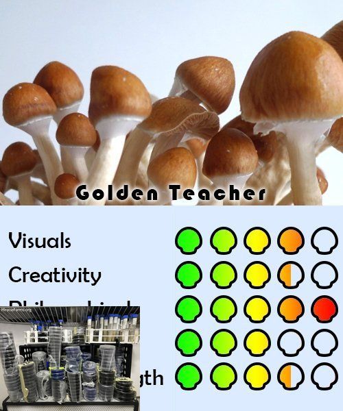 golden teacher ratings Golden Teacher Psilocybe cubensis Psychedelic mushroom Golden cap mushroom Psilocybin Psilocin spores