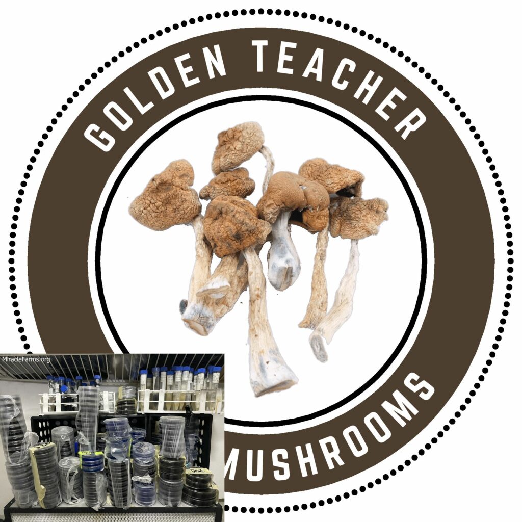 golden teacher Golden Teacher Psilocybe cubensis Psychedelic mushroom Golden cap mushroom Psilocybin Psilocin spores