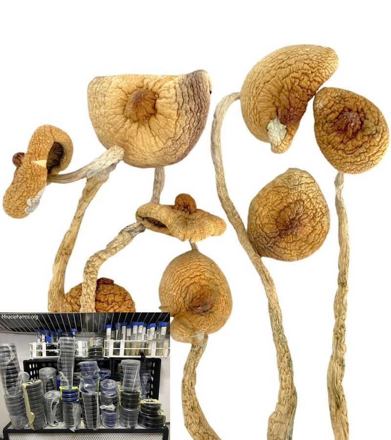golden teachers x Golden Teacher Psilocybe cubensis Psychedelic mushroom Golden cap mushroom Psilocybin Psilocin spores