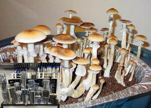 growing magic mushrooms from scratch Golden Teacher Psilocybe cubensis Psychedelic mushroom Golden cap mushroom Psilocybin Psilocin spores