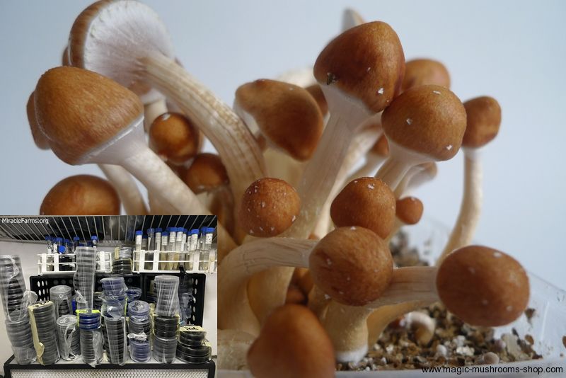 gt in bak Golden Teacher Psilocybe cubensis Psychedelic mushroom Golden cap mushroom Psilocybin Psilocin spores