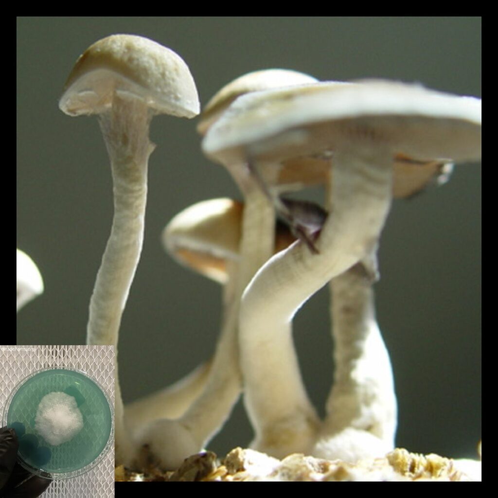 hanoi sporesyringes spore syringe Psilocybe cubensis is a species of psilocybin mushroom of moderate potency whose principal active compounds are psilocybin and psilocin