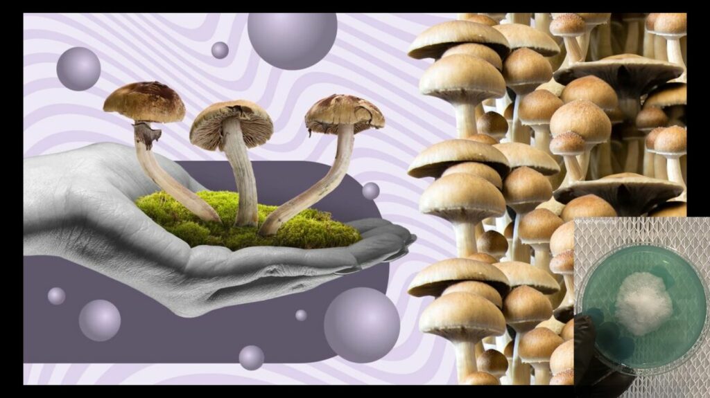 how to grow mushrooms x