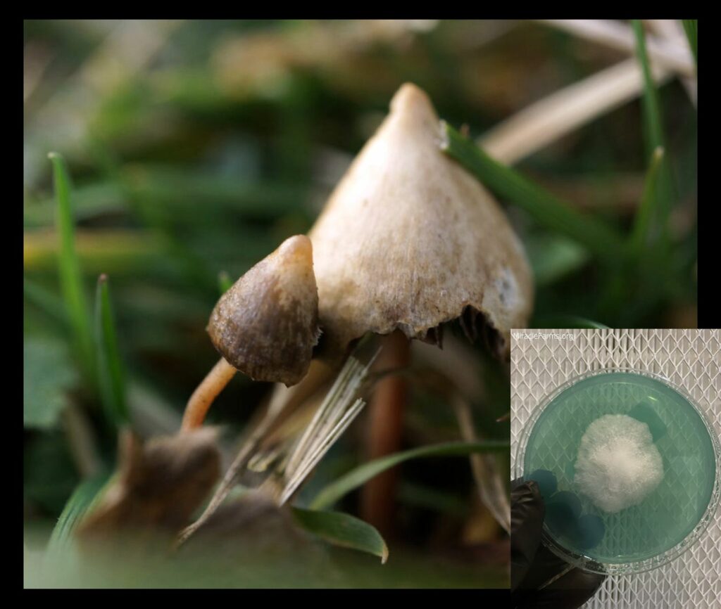 iceers psilocybin psycheplants x worlds strongest mahic mushroom Psilocybe azurescens is a species of psychedelic mushroom that contains the compounds psilocybin and psilocin sold here today