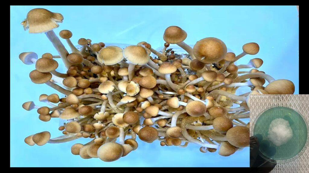 id= jpg&file=Psilocybe Family worlds strongest mahic mushroom Psilocybe azurescens is a species of psychedelic mushroom that contains the compounds psilocybin and psilocin sold here today