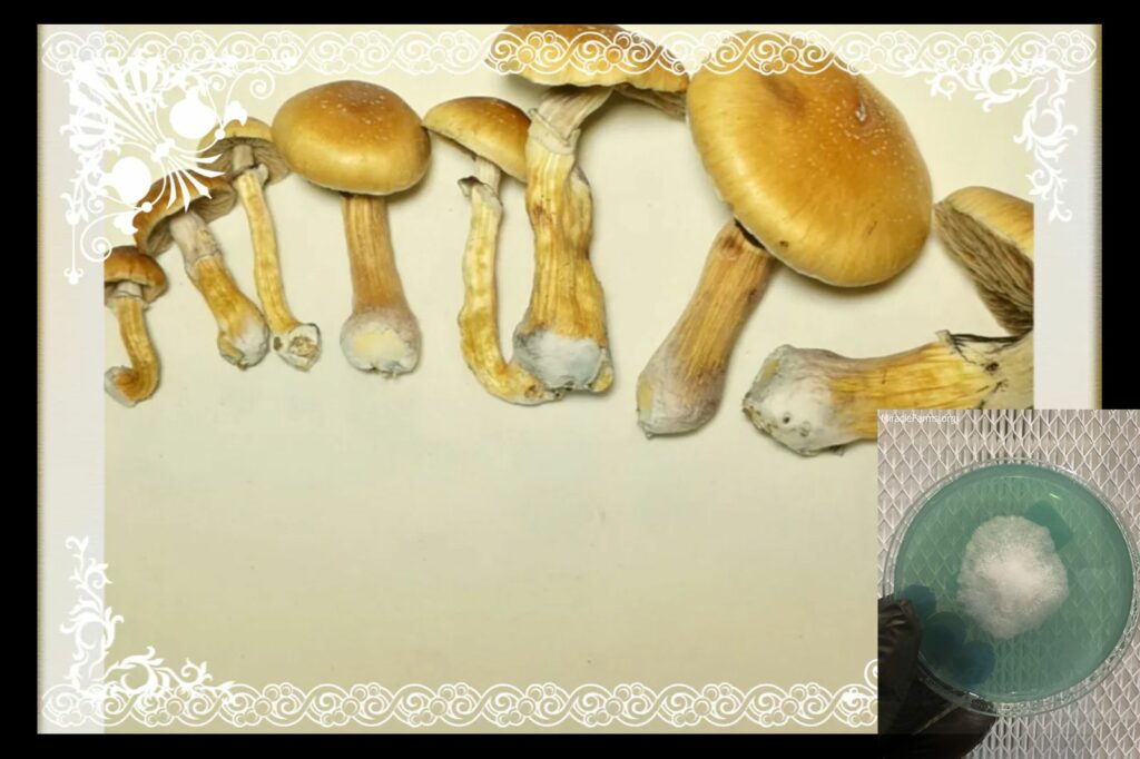 il fullxfull pjw worlds strongest mahic mushroom Psilocybe azurescens is a species of psychedelic mushroom that contains the compounds psilocybin and psilocin sold here today