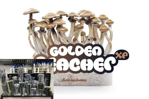 image Golden Teacher Psilocybe cubensis Psychedelic mushroom Golden cap mushroom Psilocybin Psilocin spores