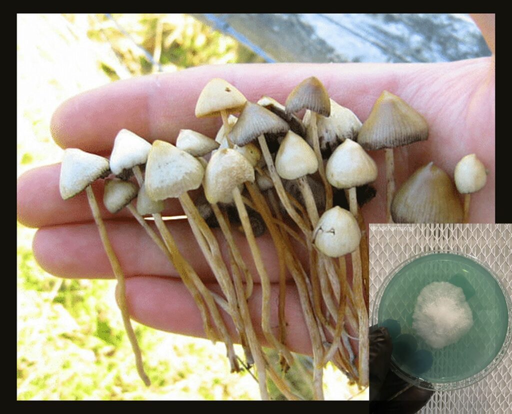 image worlds strongest mahic mushroom Psilocybe azurescens is a species of psychedelic mushroom that contains the compounds psilocybin and psilocin sold here today