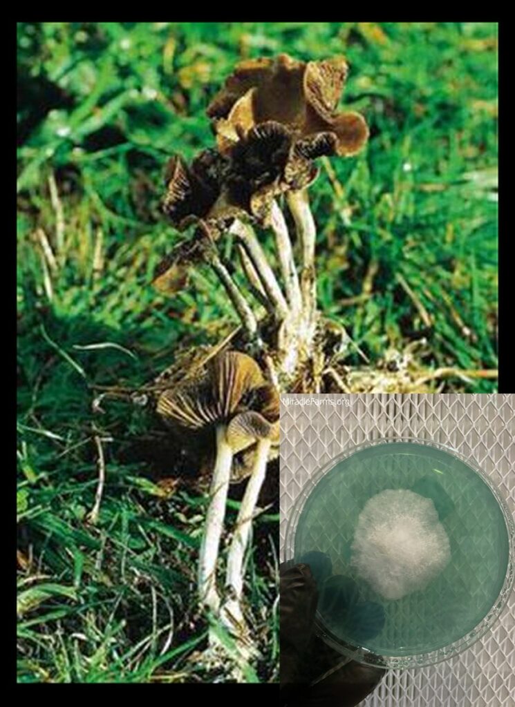 image worlds strongest mahic mushroom Psilocybe azurescens is a species of psychedelic mushroom that contains the compounds psilocybin and psilocin sold here today
