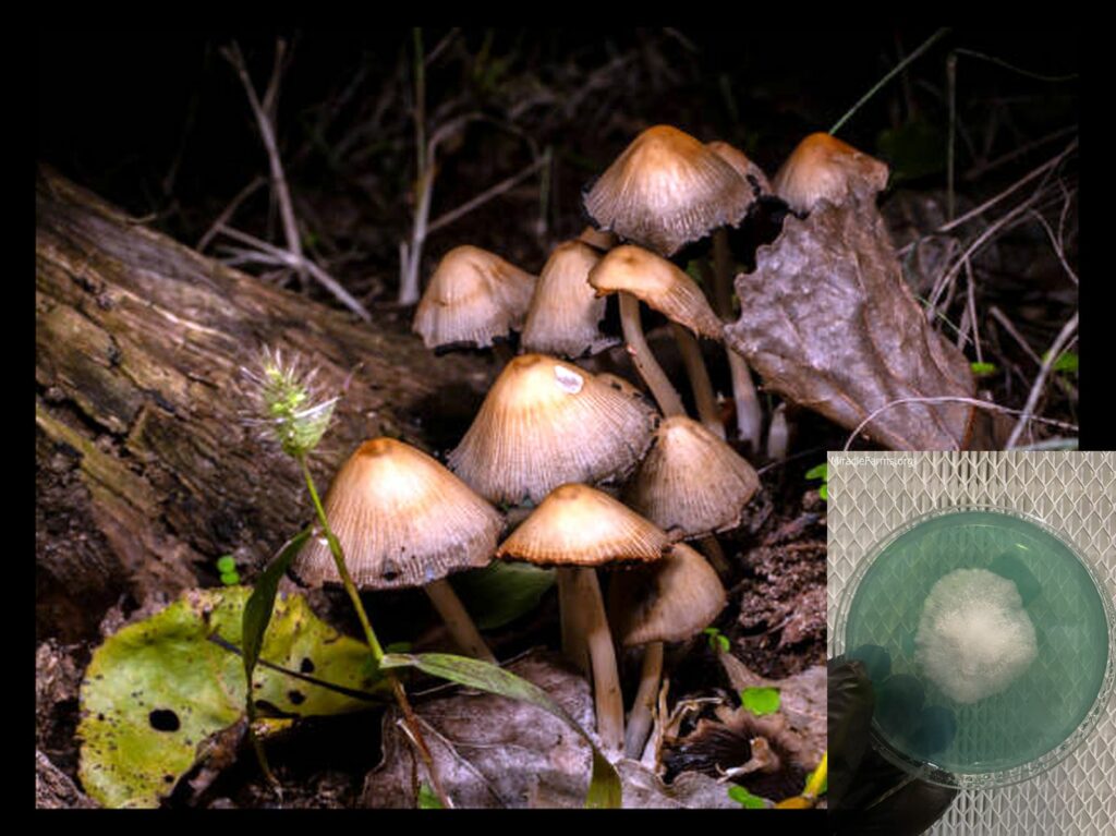 istockphoto x worlds strongest mahic mushroom Psilocybe azurescens is a species of psychedelic mushroom that contains the compounds psilocybin and psilocin sold here today