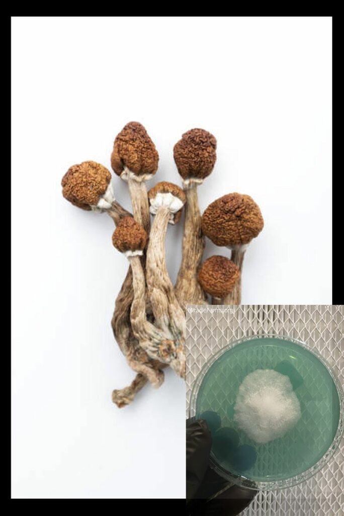 istockphoto x worlds strongest mahic mushroom Psilocybe azurescens is a species of psychedelic mushroom that contains the compounds psilocybin and psilocin sold here today