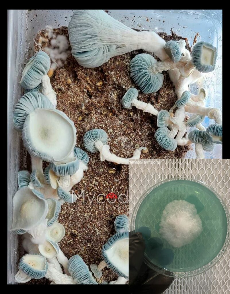 jack frost mushroom