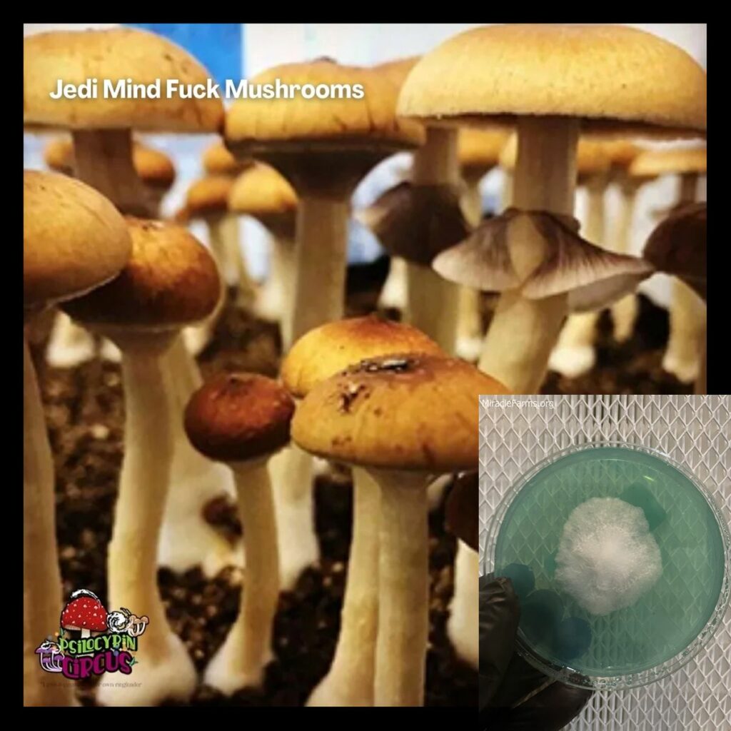 jedi mind fuck mushrooms worlds strongest mahic mushroom Psilocybe azurescens is a species of psychedelic mushroom that contains the compounds psilocybin and psilocin sold here today