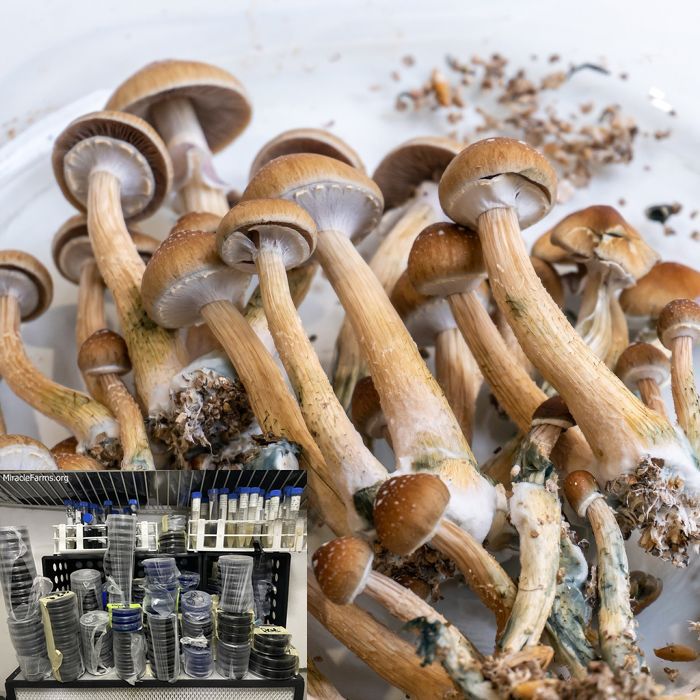 magic mushroom grow kit yield Golden Teacher Psilocybe cubensis Psychedelic mushroom Golden cap mushroom Psilocybin Psilocin spores