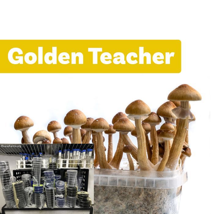 magic mushroom growkit golden teacher Golden Teacher Psilocybe cubensis Psychedelic mushroom Golden cap mushroom Psilocybin Psilocin spores