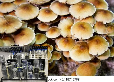 magic mushrooms psilocybe cubensis golden nw Golden Teacher Psilocybe cubensis Psychedelic mushroom Golden cap mushroom Psilocybin Psilocin spores