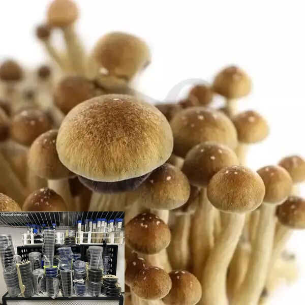 mc kenna mushroom jpg Golden Teacher Psilocybe cubensis Psychedelic mushroom Golden cap mushroom Psilocybin Psilocin spores