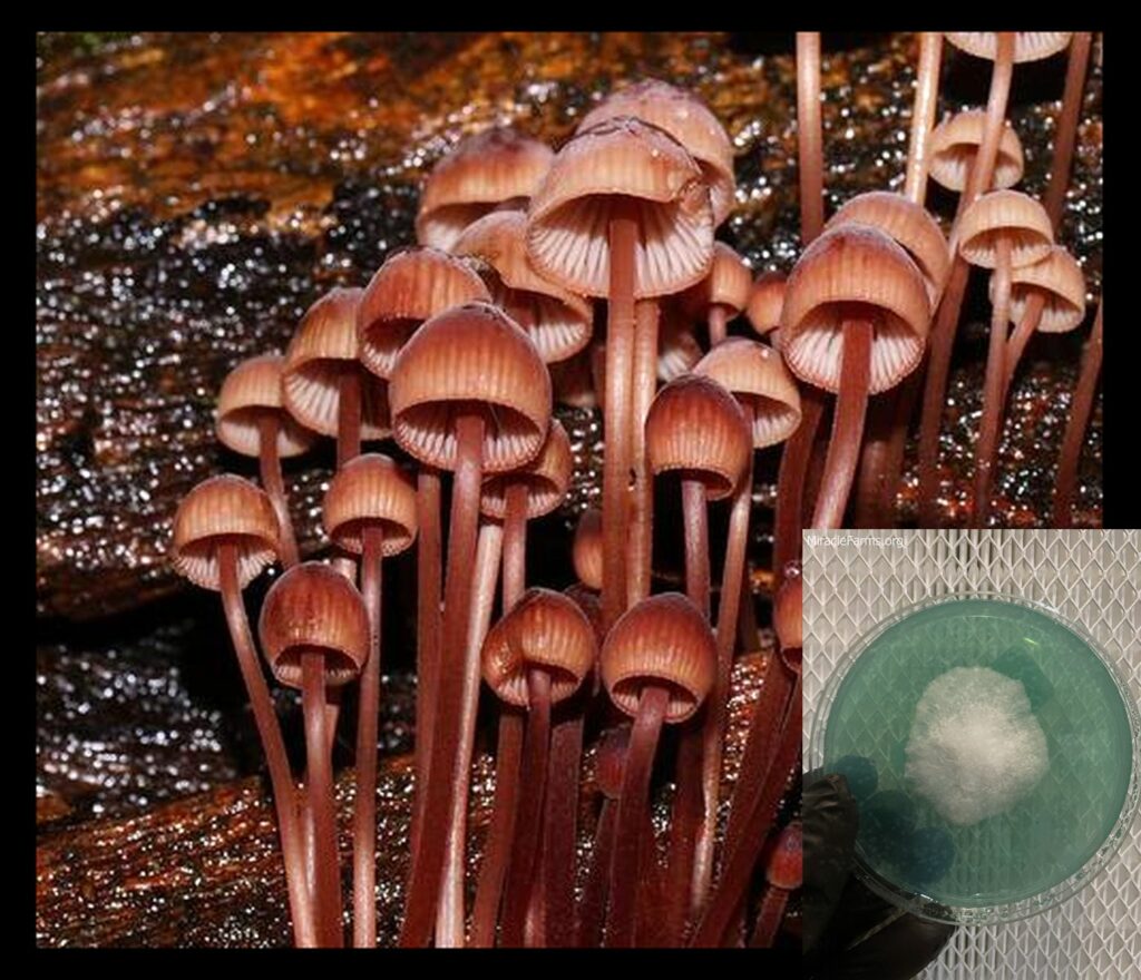 medium worlds strongest mahic mushroom Psilocybe azurescens is a species of psychedelic mushroom that contains the compounds psilocybin and psilocin sold here today