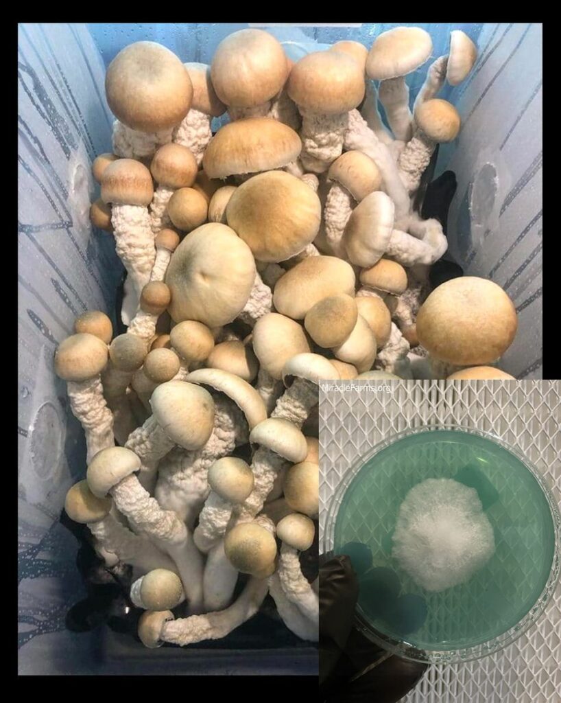 melmac mushrooms x