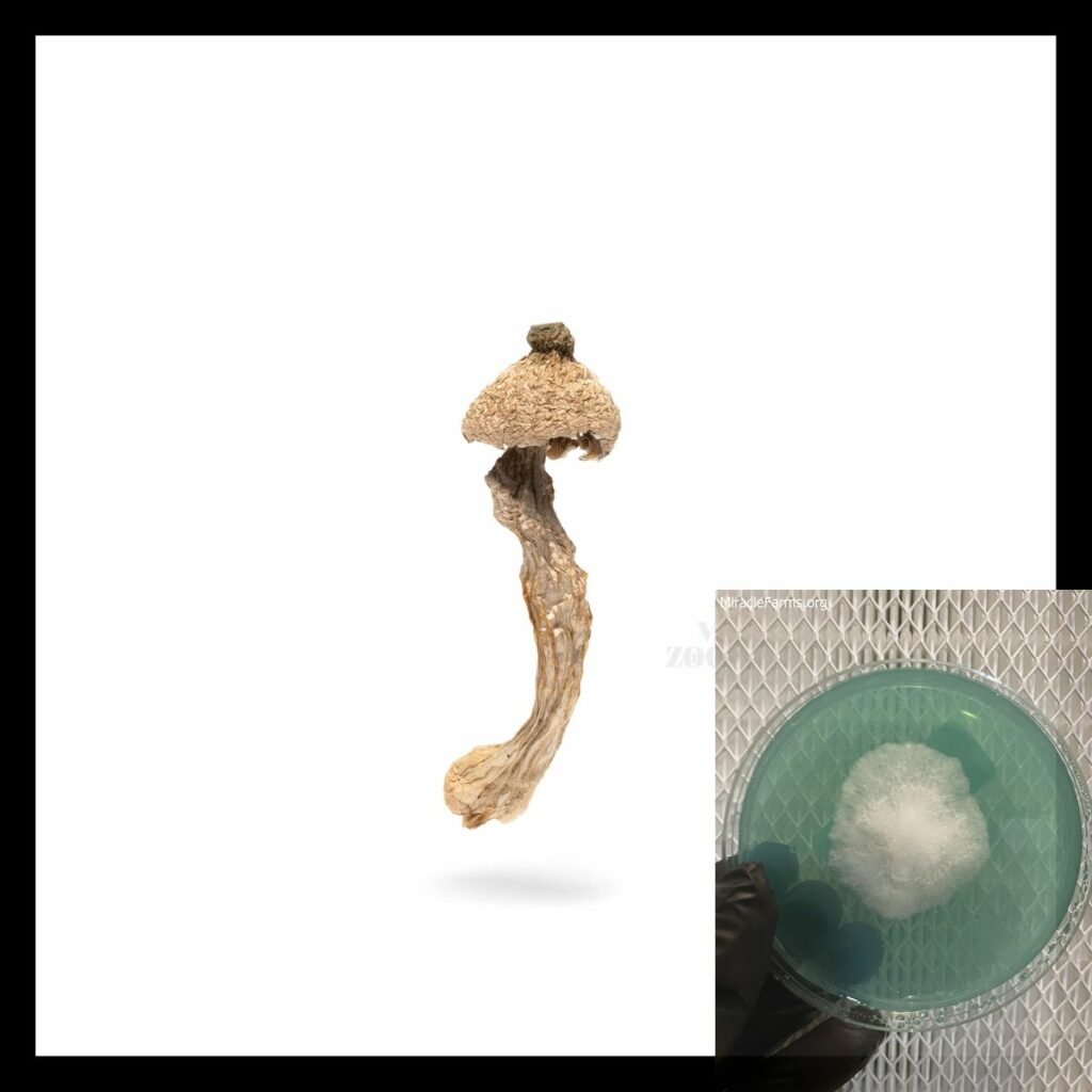 microzoomers albino penis envy magic mushroom dried