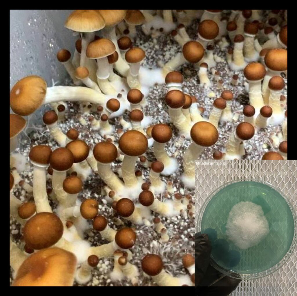 mlg Bplus mushroom spores x