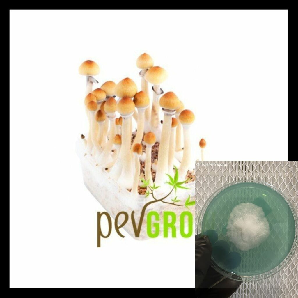 moby dick mushroom growing kit