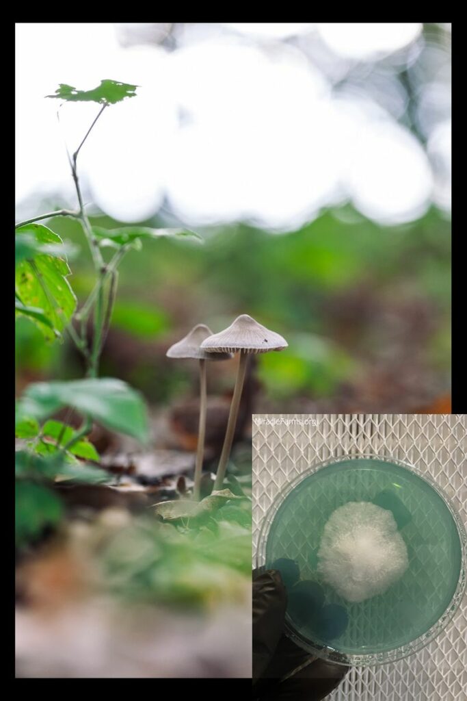 mushroom scaled worlds strongest mahic mushroom Psilocybe azurescens is a species of psychedelic mushroom that contains the compounds psilocybin and psilocin sold here today