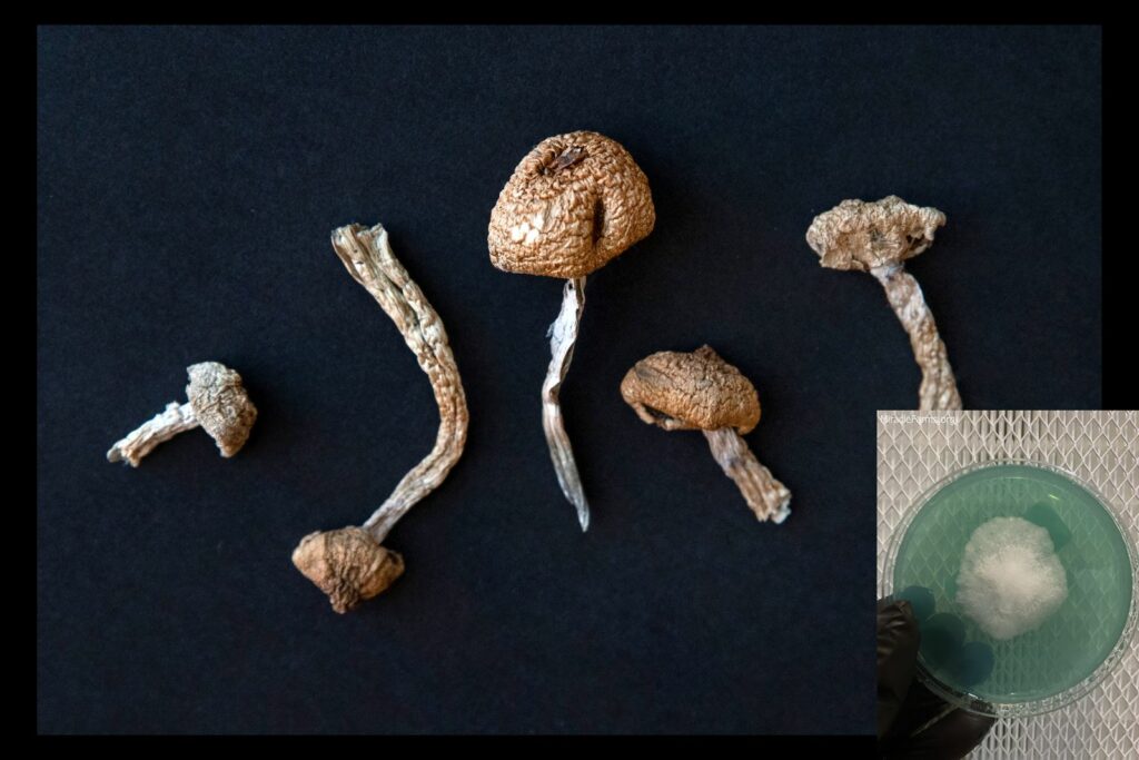 mushroom legis os worlds strongest mahic mushroom Psilocybe azurescens is a species of psychedelic mushroom that contains the compounds psilocybin and psilocin sold here today