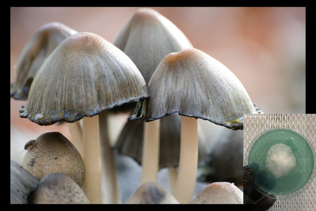 mushrooms worlds strongest mahic mushroom Psilocybe azurescens is a species of psychedelic mushroom that contains the compounds psilocybin and psilocin sold here today