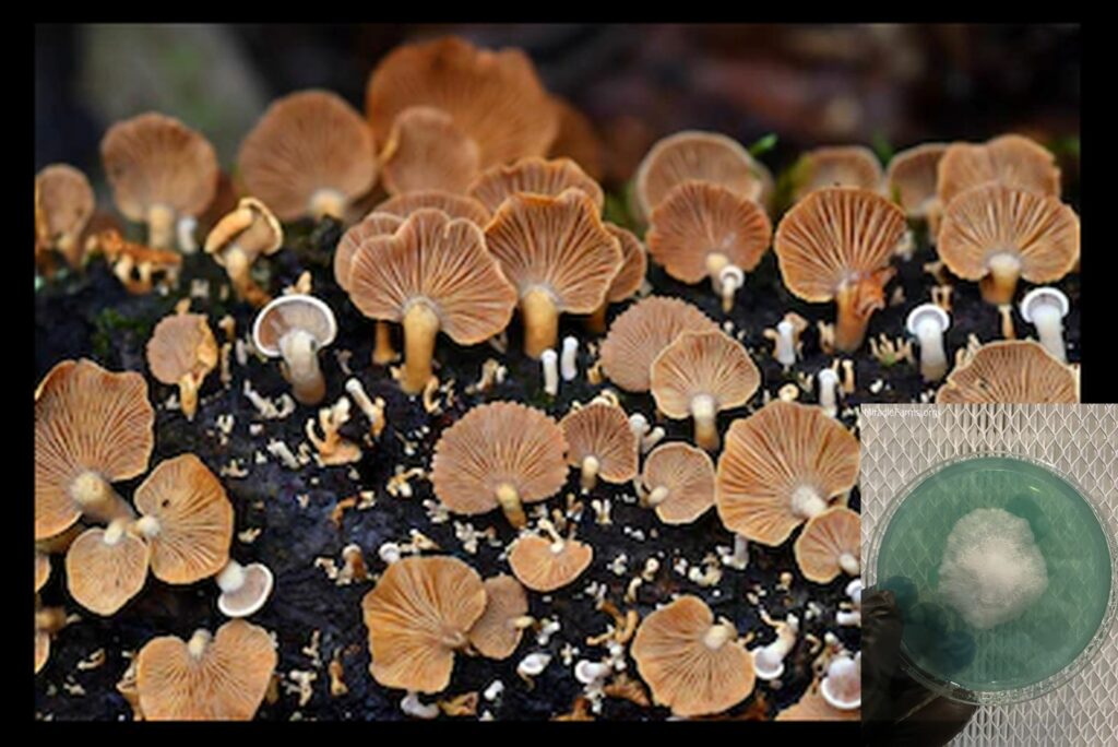 mushrooms species crepidotus variabilis growing dead wood worlds strongest mahic mushroom Psilocybe azurescens is a species of psychedelic mushroom that contains the compounds psilocybin and psilocin sold here today