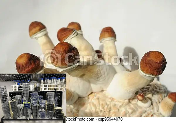 mycelium block of psilocybin psychedelic picture csp Golden Teacher Psilocybe cubensis Psychedelic mushroom Golden cap mushroom Psilocybin Psilocin spores