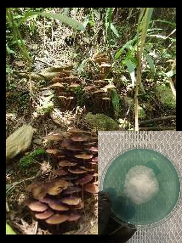 original tn worlds strongest mahic mushroom Psilocybe azurescens is a species of psychedelic mushroom that contains the compounds psilocybin and psilocin sold here today