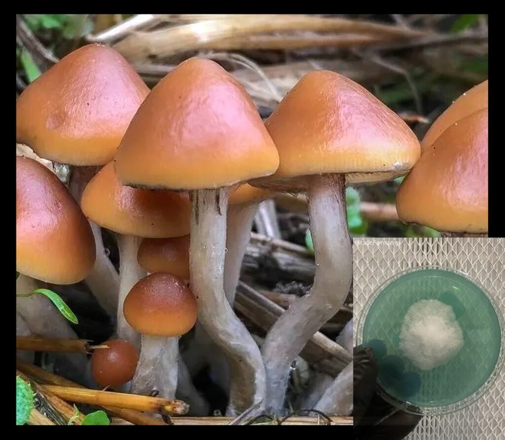 p azurescens worlds strongest mahic mushroom Psilocybe azurescens is a species of psychedelic mushroom that contains the compounds psilocybin and psilocin sold here today