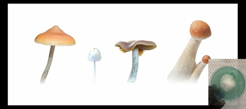 paddo s vergelijken worlds strongest mahic mushroom Psilocybe azurescens is a species of psychedelic mushroom that contains the compounds psilocybin and psilocin sold here today