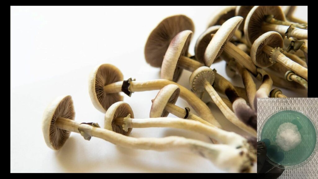 parts of a magic mushroom feature