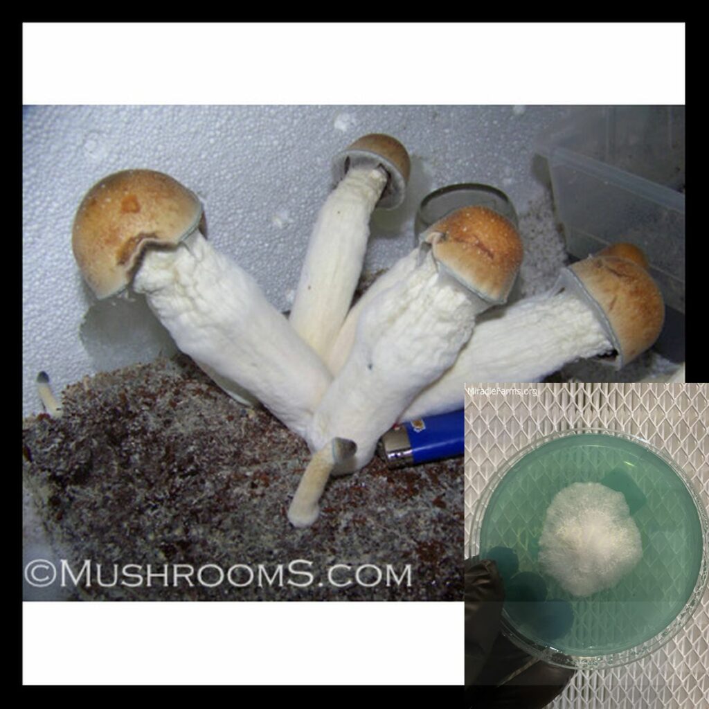 penis envy mushrooms x