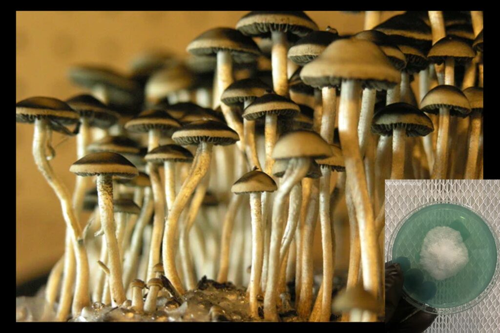 post worlds strongest mahic mushroom Psilocybe azurescens is a species of psychedelic mushroom that contains the compounds psilocybin and psilocin sold here today